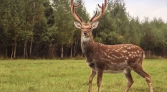 Оленячий олень